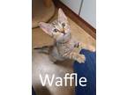 Adopt Waffle a Gray, Blue or Silver Tabby Domestic Mediumhair / Mixed (medium