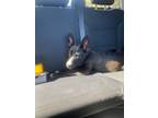Adopt Rhi rhi a Black - with White Dutch Shepherd / German Shepherd Dog / Mixed