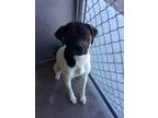 Adopt Ruffus a Brown/Chocolate Bluetick Coonhound / Mastiff / Mixed dog in