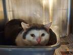 Adopt Graham a Gray or Blue Domestic Shorthair / Mixed Breed (Medium) / Mixed