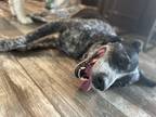 Adopt Gemma a Black - with White German Shorthaired Pointer / Texas Heeler /