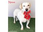 Adopt Nieve a White - with Tan, Yellow or Fawn Labrador Retriever / Dachshund /