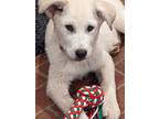 Adopt Navy Wigglebutt a White Great Pyrenees / Husky / Mixed dog in Tulsa