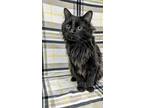 Adopt Rambo a All Black Domestic Longhair / Mixed Breed (Medium) / Mixed (short