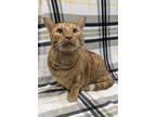 Adopt Sebastian a Orange or Red Domestic Shorthair / Mixed Breed (Medium) /
