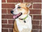 Adopt Kirby a Brindle Australian Cattle Dog / Mixed Breed (Medium) / Mixed