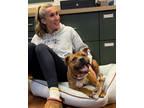 Adopt Ziggy a Tan/Yellow/Fawn Mixed Breed (Small) / Mixed Breed (Medium) / Mixed