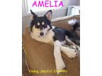 Adopt AMELIA a Tricolor (Tan/Brown & Black & White) Husky / Shepherd (Unknown