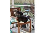 Adopt Jax and Banjo a Gray or Blue (Mostly) Russian Blue / Mixed (short coat)