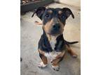 Adopt Forest a Black - with Brown, Red, Golden, Orange or Chestnut Dachshund /