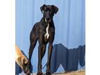 Adopt Beauty a Black - with White Great Dane / Mixed dog in Seabrook