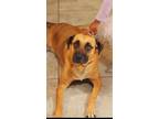 Adopt Echo a Brown/Chocolate - with Black Australian Cattle Dog dog in Odessa