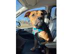 Adopt Ada a Boxer / Mixed dog in new london, WI (40973309)