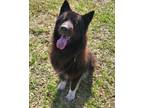 Adopt Angus a Black - with Tan, Yellow or Fawn German Shepherd Dog / Mixed dog