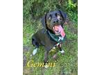 Adopt Gemini 123009 a Black Labrador Retriever / Border Collie dog in Joplin
