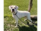 Adopt Laverne a White Boxer / Mixed Breed (Medium) / Mixed (short coat) dog in