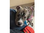 Adopt Persius a Brindle American Pit Bull Terrier / Boxer / Mixed (short coat)