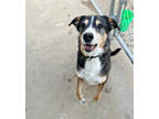 Adopt Gamble a Merle Catahoula Leopard Dog / Australian Cattle Dog / Mixed