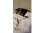 Adopt Stella a All Black American Shorthair / Mixed (short coat) cat in