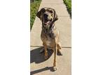 Adopt Willow a Black Great Pyrenees / Shepherd (Unknown Type) / Mixed (short