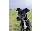 Adopt Espresso a Black Boxer / Mixed Breed (Medium) / Mixed (short coat) dog in
