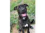 Adopt McBear a Brown/Chocolate American Pit Bull Terrier / Mixed Breed (Medium)