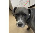 Adopt Theo a Brown/Chocolate American Pit Bull Terrier / Mixed Breed (Medium) /