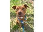 Adopt Tex a Red/Golden/Orange/Chestnut Pit Bull Terrier / Mixed dog in