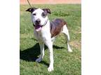 Adopt Marigold a Brindle - with White Pit Bull Terrier / Mixed dog in
