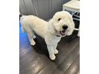 Adopt Rosie a White Goldendoodle / Mixed dog in Sagaponack, NY (41342969)