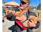 Adopt Kody a Brown/Chocolate - with Black Boxer / American Staffordshire Terrier
