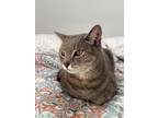 Adopt Baby Grey a Gray or Blue (Mostly) American Shorthair / Mixed (short coat)