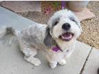 Adopt Lexi a Gray/Silver/Salt & Pepper - with White Shih Tzu / Petit Basset