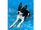 Adopt London *foster needed* a White - with Black Cattle Dog / Blue Heeler /