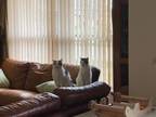 Adopt Olaf and Taz a White (Mostly) American Shorthair / Mixed (short coat) cat
