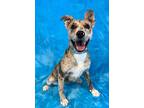 Adopt Consuela *foster needed* a Brindle Catahoula Leopard Dog / Retriever