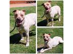Adopt Eris a Red/Golden/Orange/Chestnut - with White Australian Cattle Dog /