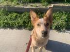 Adopt Tobi a White - with Red, Golden, Orange or Chestnut Australian Cattle Dog