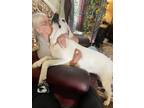 Adopt Nika a White Great Dane / Great Pyrenees / Mixed dog in New Braunfels
