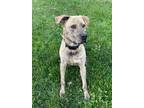 Adopt JUDD a Brindle Mixed Breed (Medium) dog in Rochester, IN (41334280)