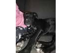 Adopt Domino a Black - with White German Shepherd Dog / American Pit Bull