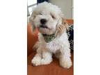 Adopt Marty a White - with Tan, Yellow or Fawn Shih Tzu / Bichon Frise / Mixed