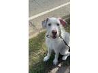Adopt Moss a White Poodle (Standard) / Mixed dog in Norcross, GA (41342591)