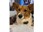 Adopt Milo a Tan/Yellow/Fawn - with White Corgi / Mixed dog in Brandenburg