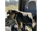 Adopt Orion a Black - with Brown, Red, Golden, Orange or Chestnut Rottweiler /