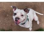 Adopt Tully a White Boxer dog in Rathdrum, ID (41341718)