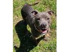 Adopt Trish a Merle American Staffordshire Terrier / Mixed Breed (Medium) /