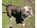 Adopt Pine a Merle American Pit Bull Terrier / Mixed Breed (Medium) / Mixed