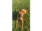 Adopt Coda a Red/Golden/Orange/Chestnut Rhodesian Ridgeback / Rottweiler / Mixed