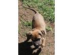 Adopt Abel a Brown/Chocolate Mountain Cur / Mixed dog in Harrisonburg